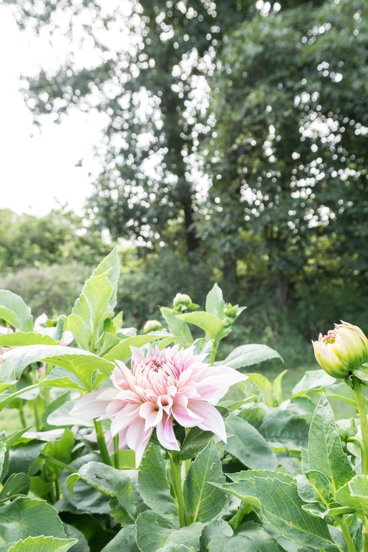 How to Grow Dahlias Root Design Company
