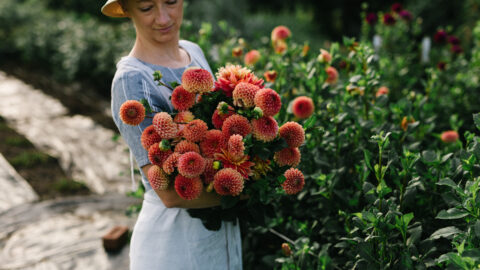How to Plant Dahlias - Root Design Company